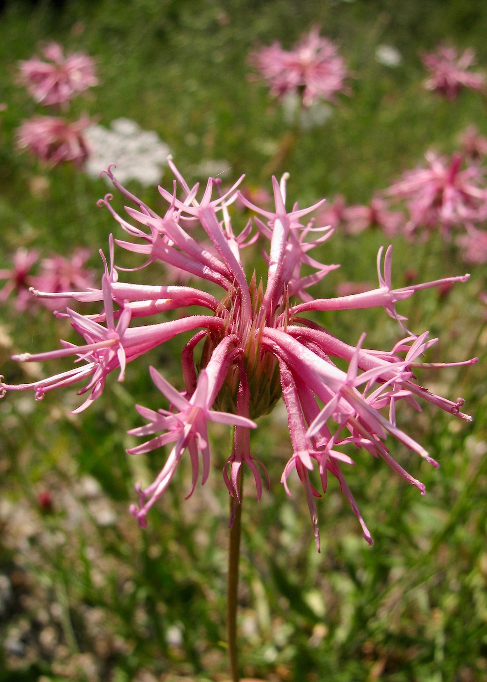 Image of Jurinea macranthodia specimen.