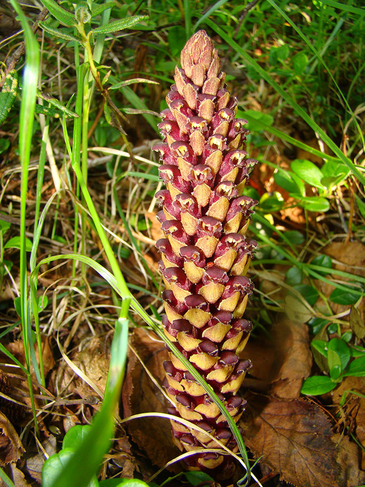 Image of Boschniakia rossica specimen.