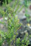 Lepidium densiflorum