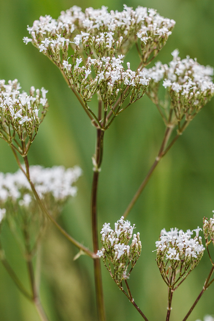 Изображение особи род Valeriana.