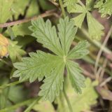 Potentilla heidenreichii. Пластинка листа в нижней части растения. Саратов, Октябрьское ущелье. 02.07.2016.