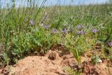 Astragalus danicus. Цветущие растения на кротовине. Псковская обл., Печорский р-н, Изборско-Мальская долина близ южной оконечности Мальского озера, суходольный разнотравно-злаковый луг. 29.05.2016.