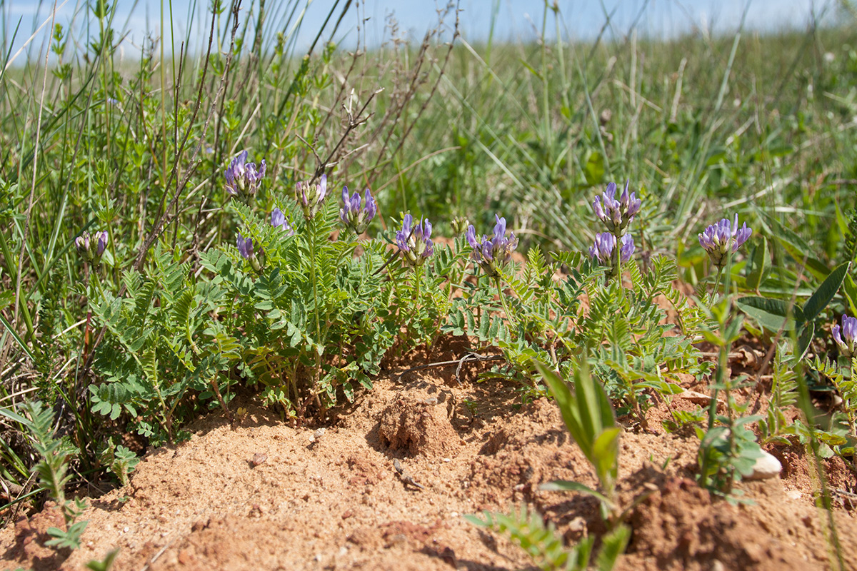 Изображение особи Astragalus danicus.