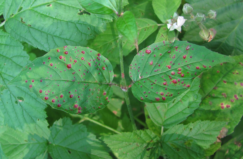 Image of Circaea lutetiana specimen.