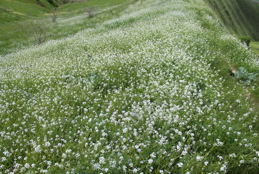 Image of Cryptospora omissa specimen.