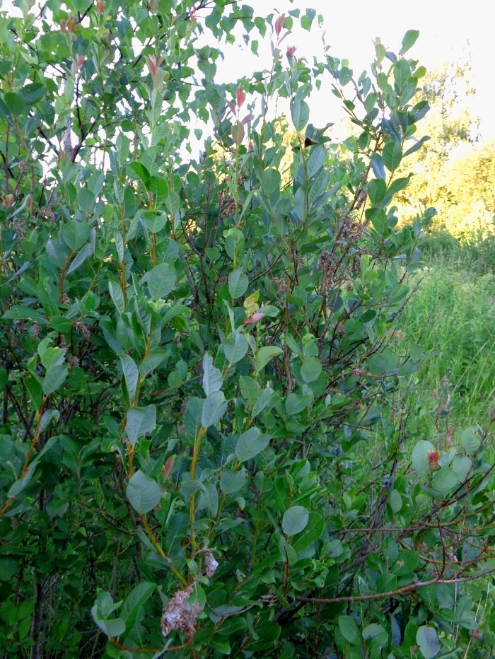 Image of Salix starkeana specimen.