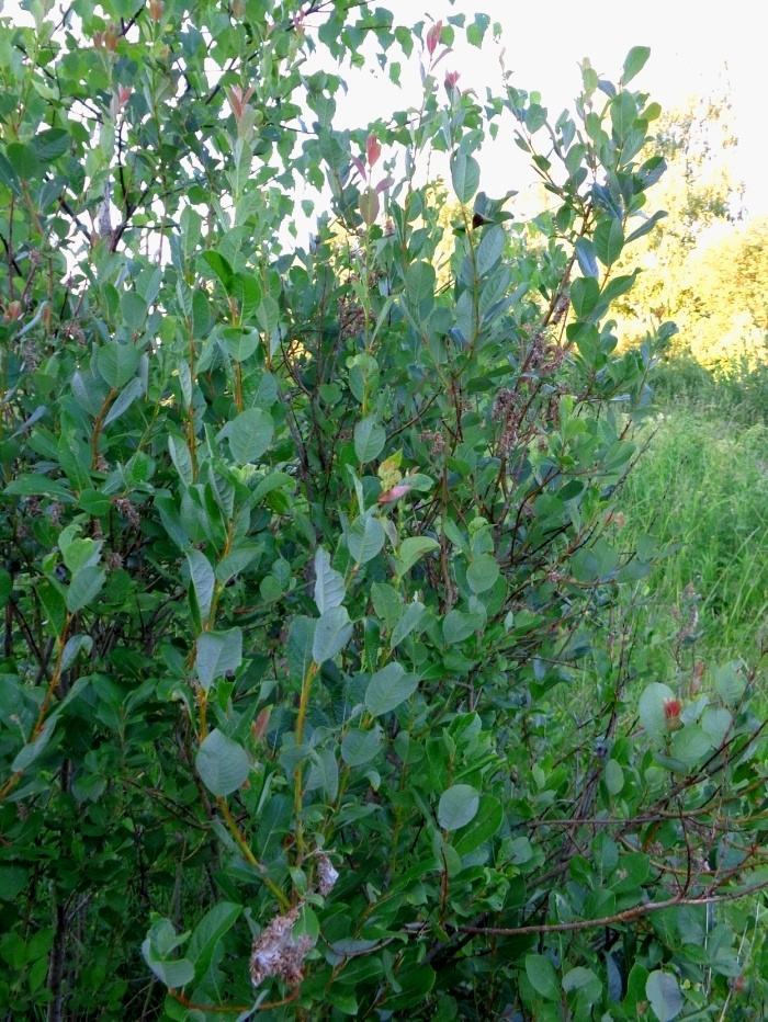 Изображение особи Salix starkeana.