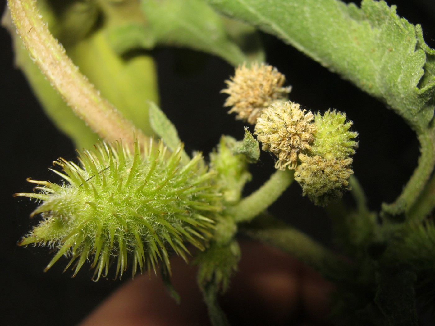 Image of Xanthium orientale specimen.