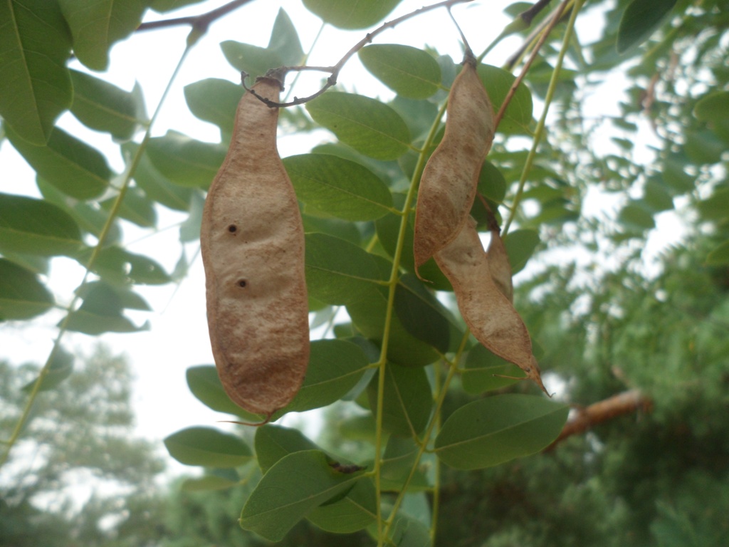 Изображение особи Robinia pseudoacacia.