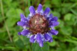 Prunella vulgaris