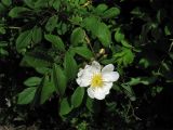 Rosa multiflora