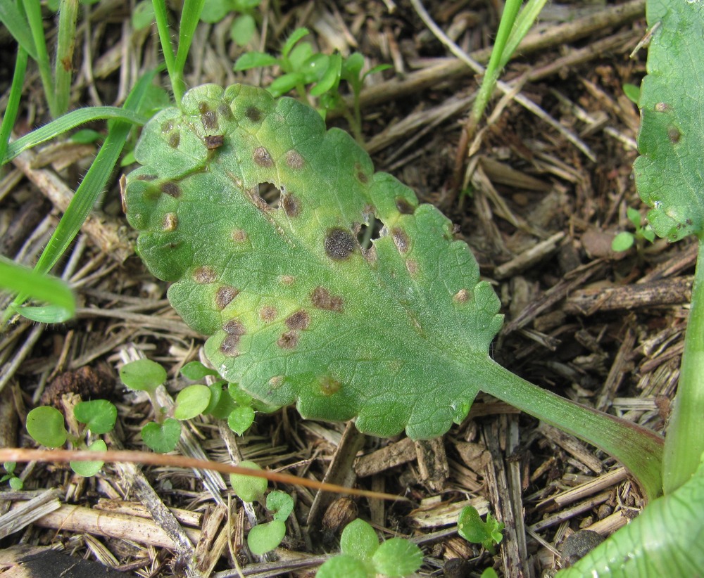 Image of Eryngium campestre specimen.