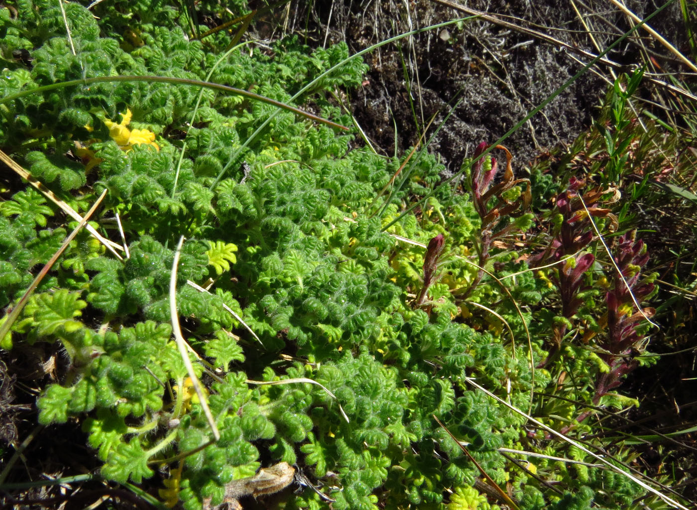 Изображение особи Dracocephalum palmatum.