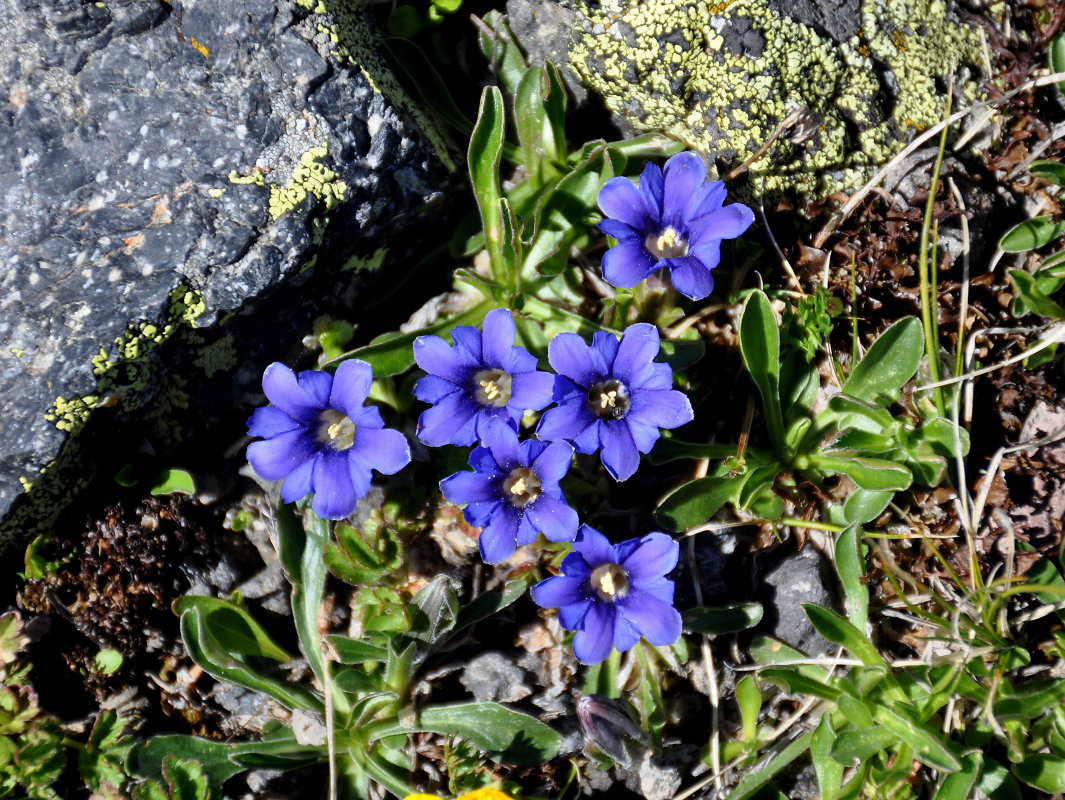 Image of Gentiana dshimilensis specimen.