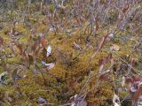 Sphagnum teres