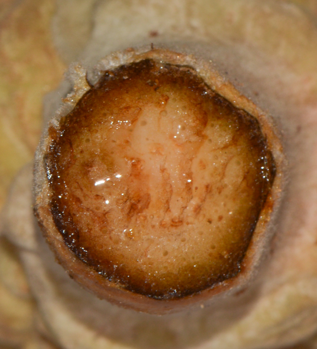 Image of Zamia furfuracea specimen.