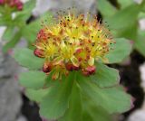 Rhodiola rosea. Верхушка побега с соцветием. Хабаровский край, Ванинский р-н, прибрежные скалы в бух. Сизиман. 20.06.2015.