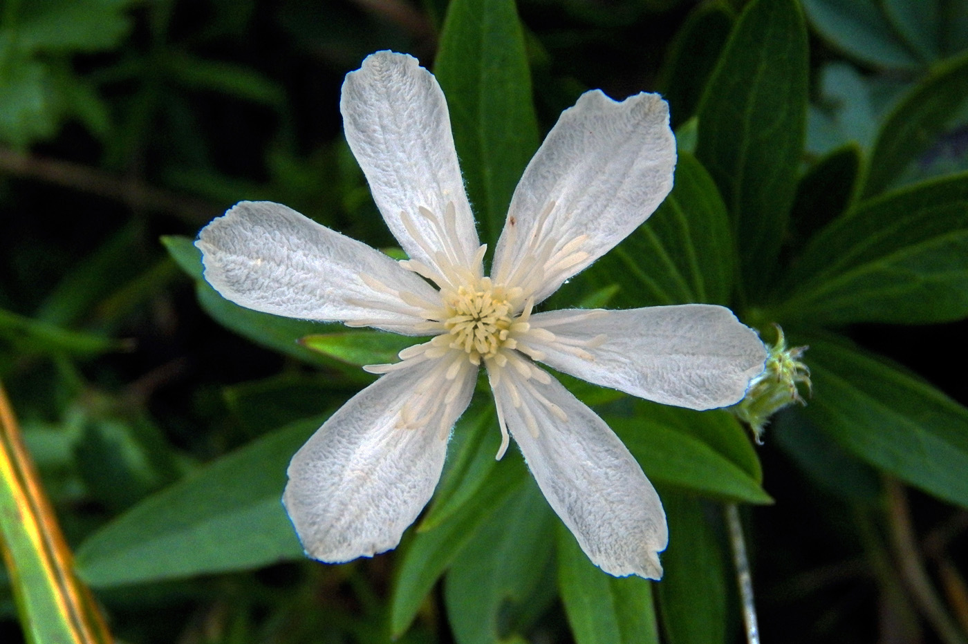 Image of Clematis hexapetala specimen.