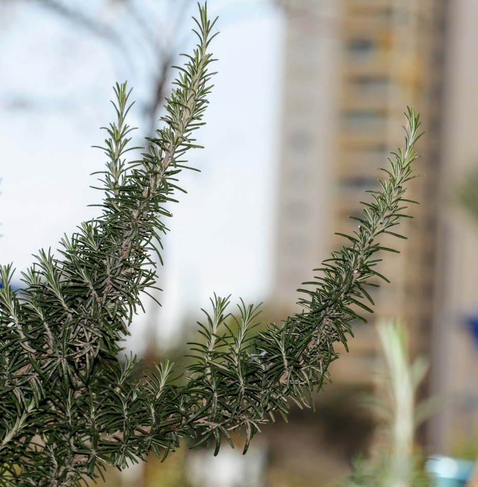 Image of Rosmarinus officinalis specimen.