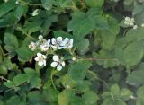 genus Rubus. Верхушка побега с соцветием. Крым, Бахчисарайский р-н, Качинский каньон, окр. с. Баштановка, у дороги. 05.06.2016.