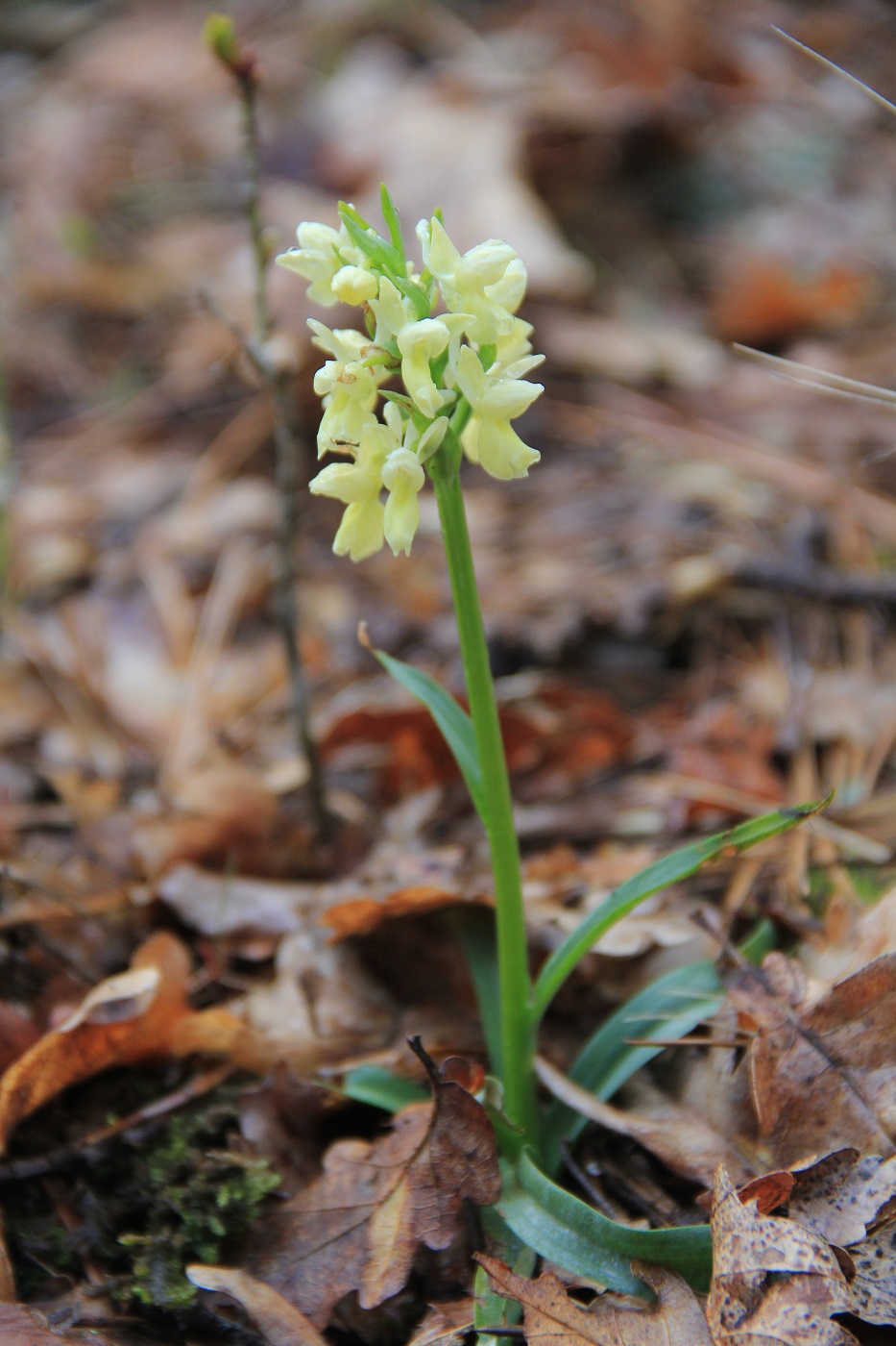 Image of Dactylorhiza romana specimen.