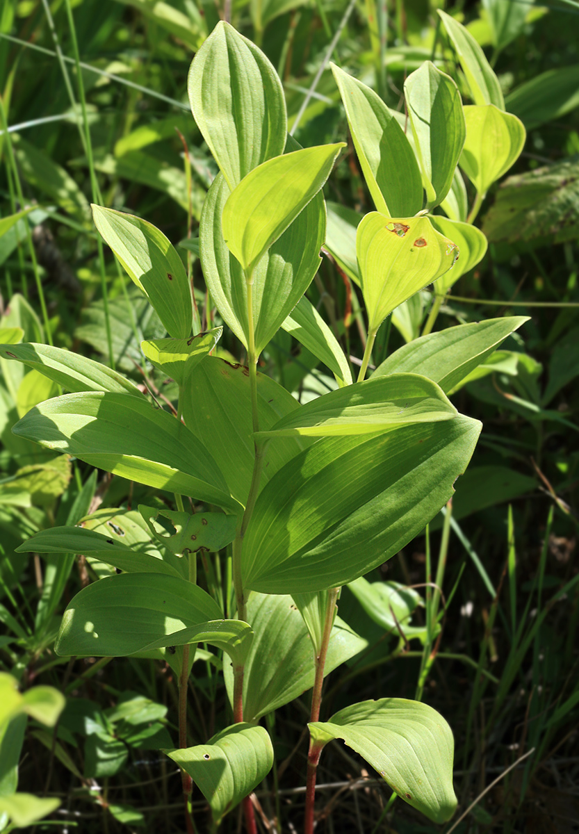 Изображение особи Polygonatum humile.