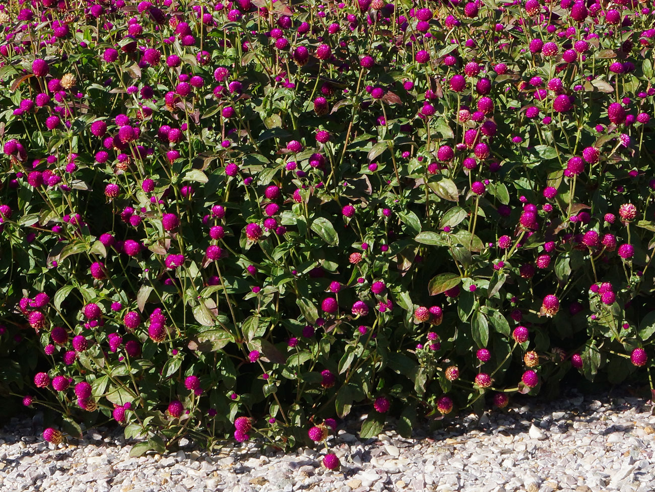 Image of Gomphrena globosa specimen.