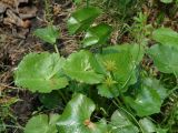Caltha membranacea