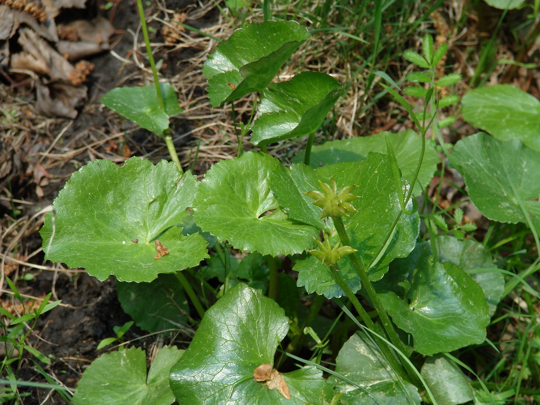 Изображение особи Caltha membranacea.