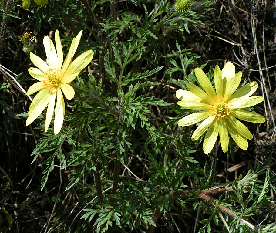 Image of Adonis villosa specimen.