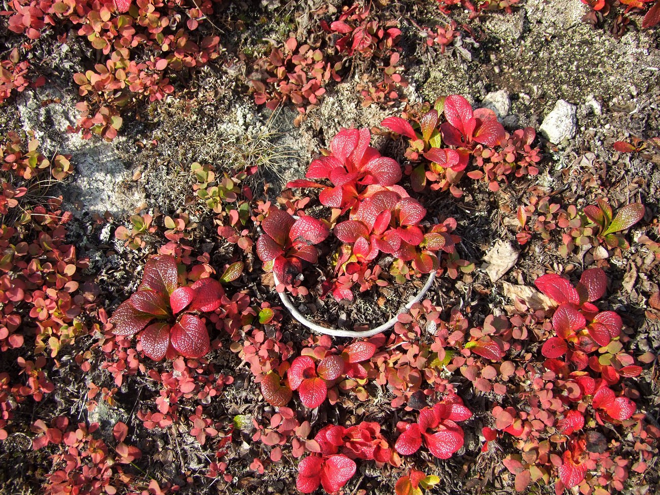 Image of Arctous alpina specimen.