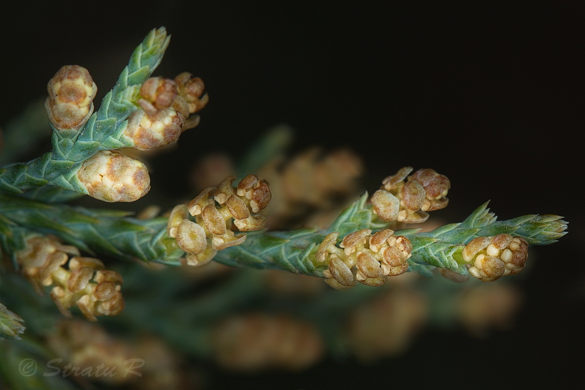 Изображение особи Juniperus virginiana.