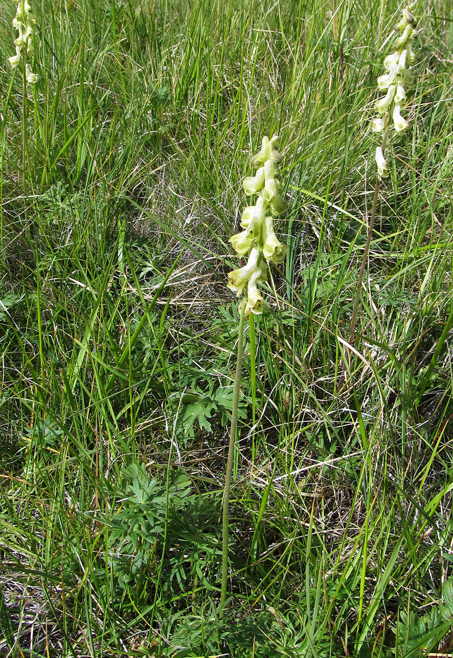 Изображение особи Aconitum barbatum.