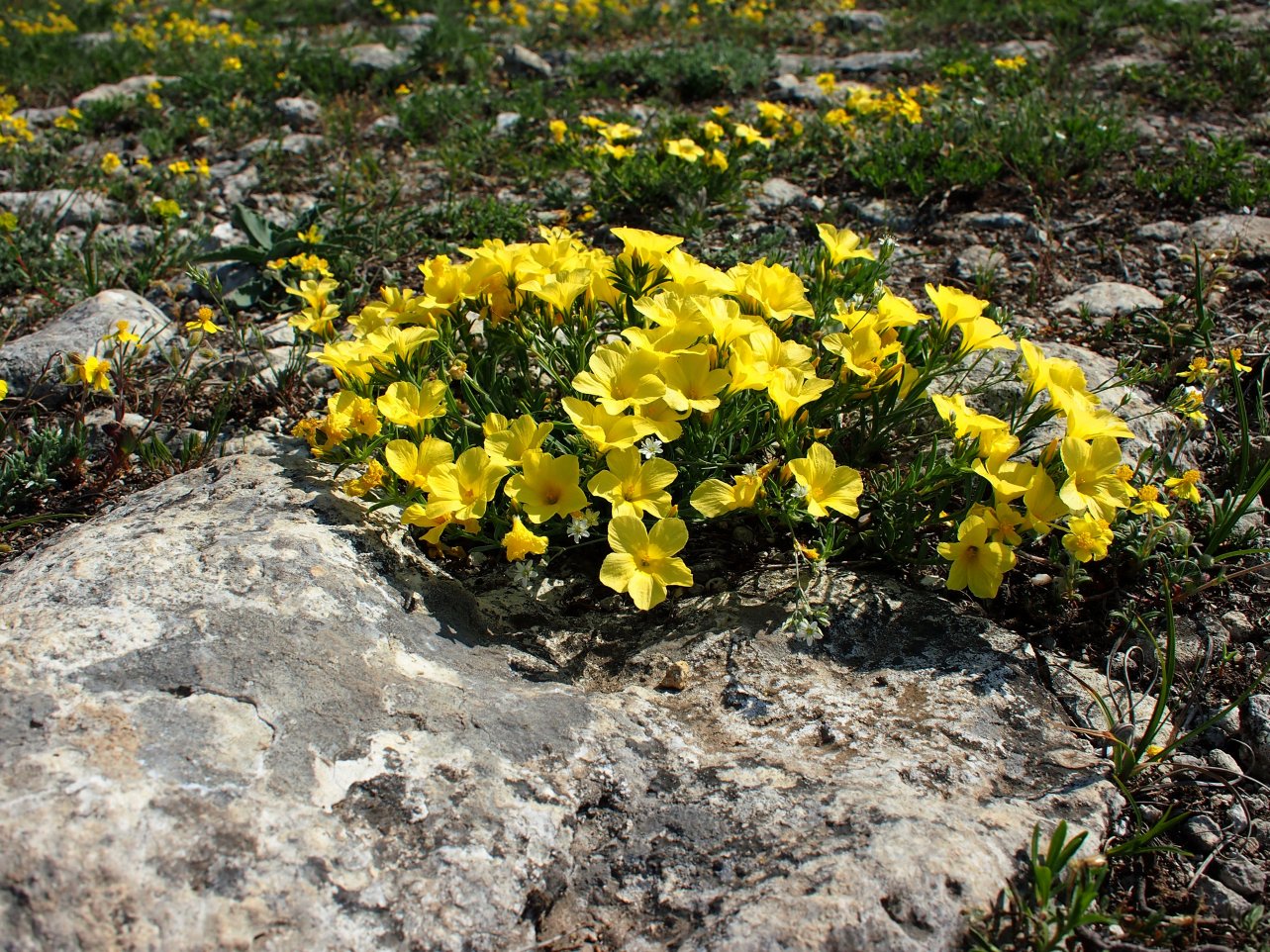 Изображение особи Linum tauricum.