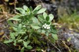 genus Draba