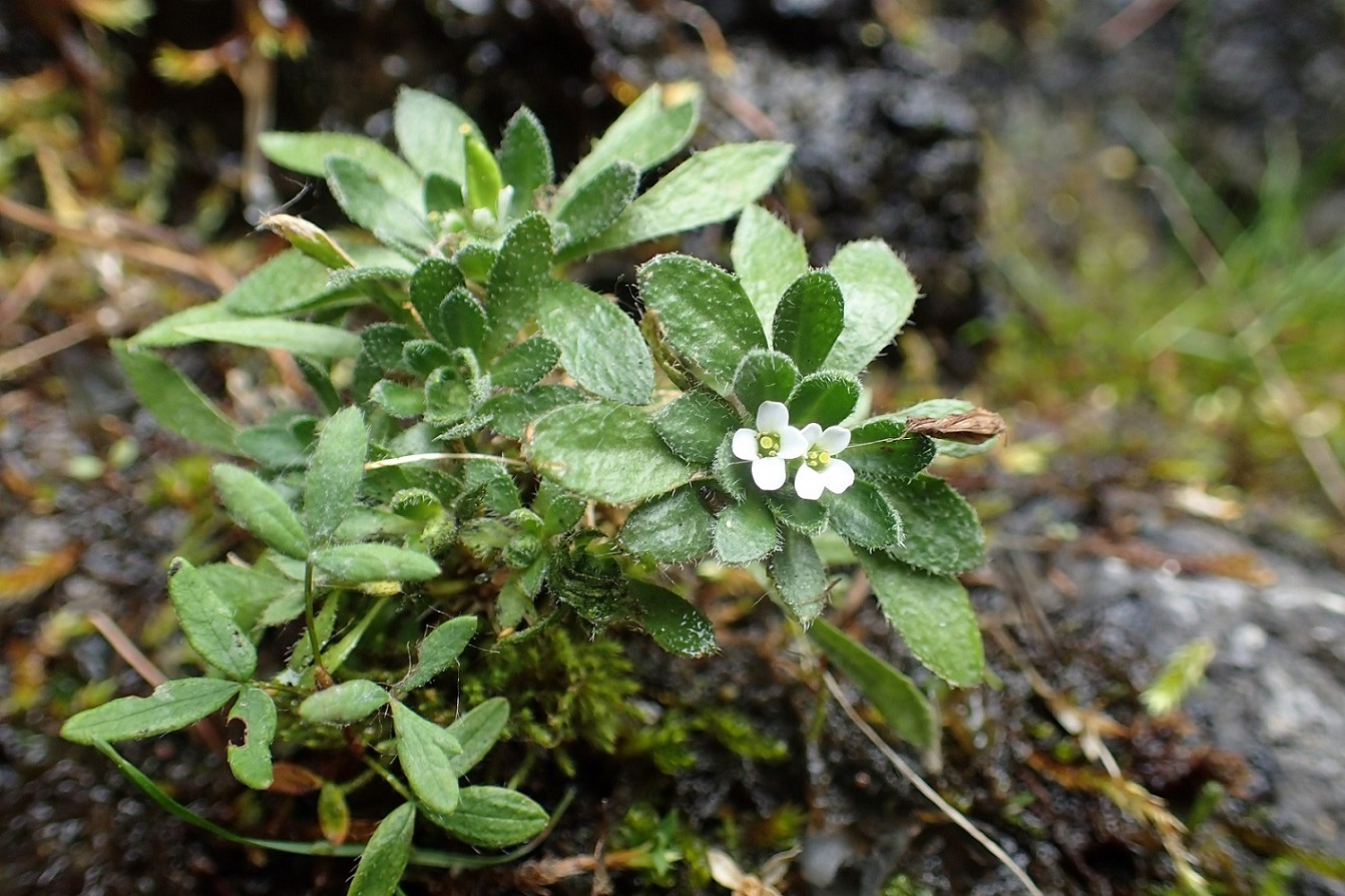 Изображение особи род Draba.