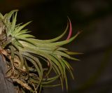 Tillandsia ionantha