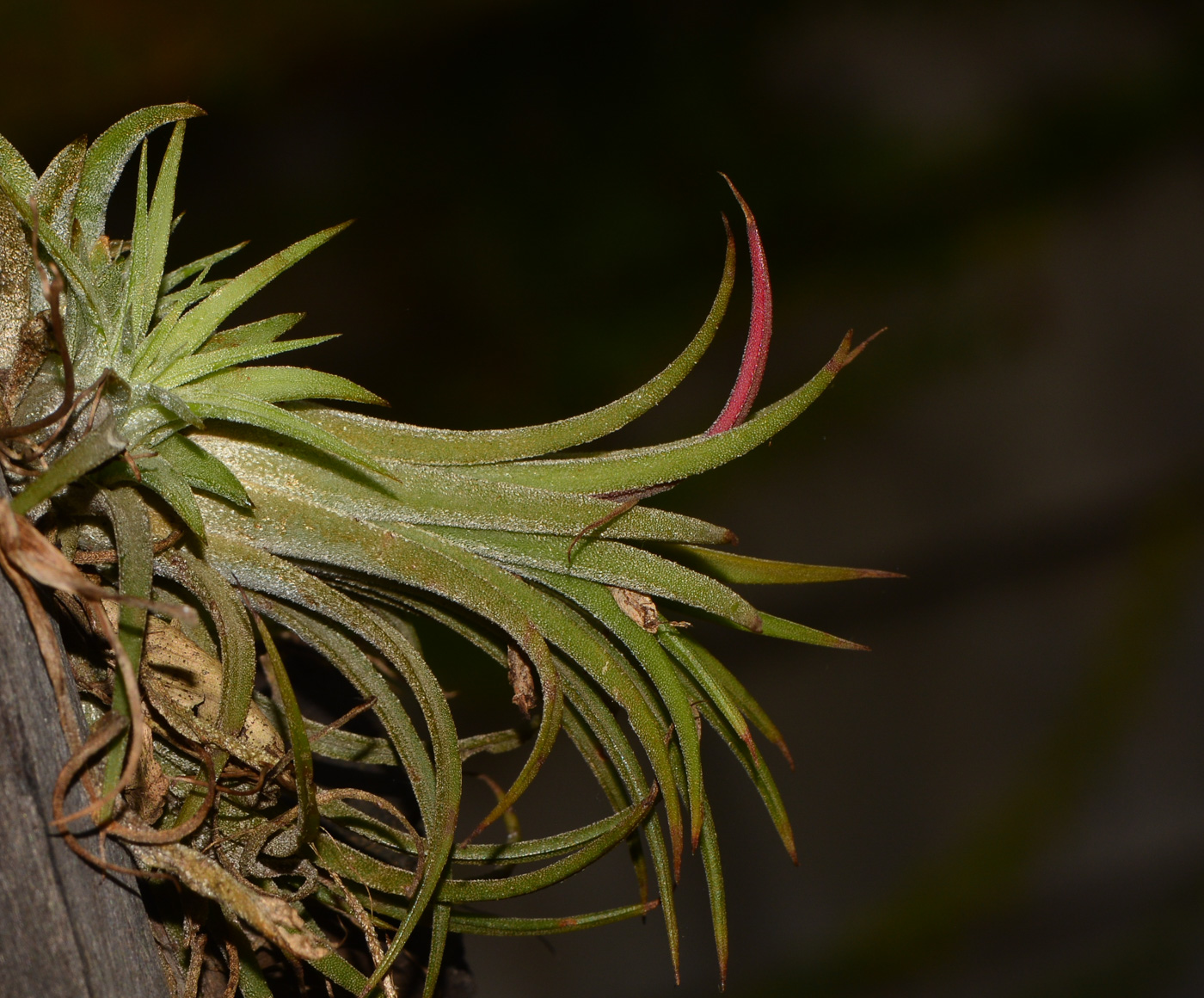 Изображение особи Tillandsia ionantha.