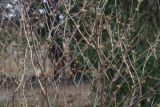 Sorbaria sorbifolia. Растения после зимовки ('Sem'). Украина, г. Киев, дендропарк, в культуре. 15.03.2017.