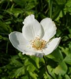 Anemone sylvestris. Цветок. Восточный Казахстан, Уланский р-н, окр. с. Украинка, луг. 01.06.2015.