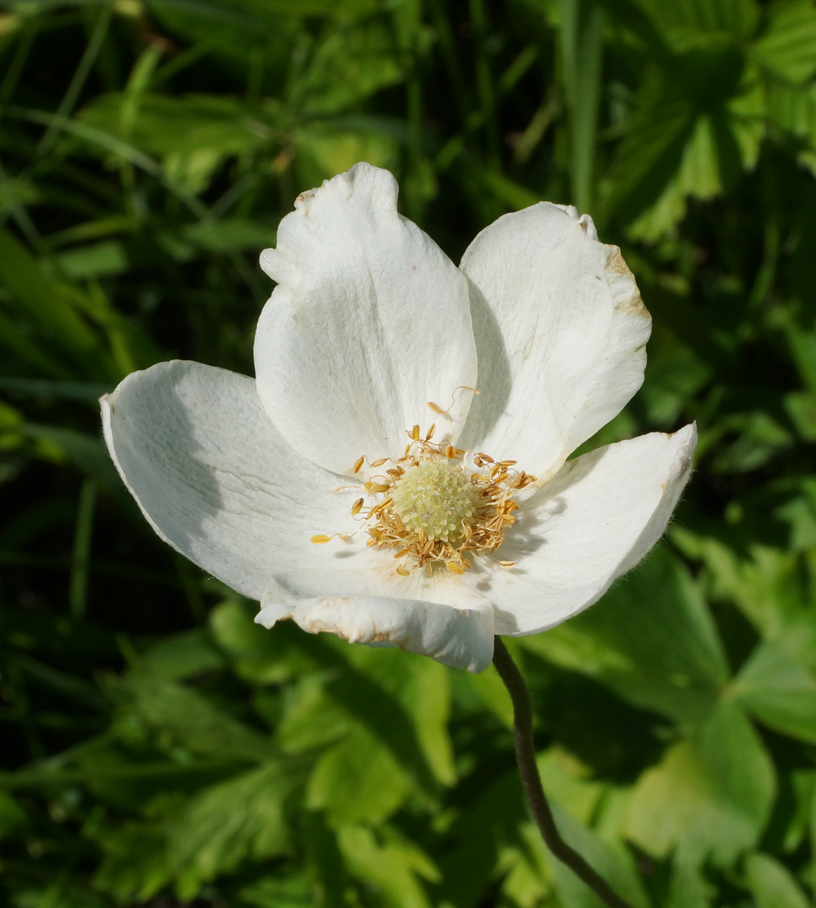 Изображение особи Anemone sylvestris.