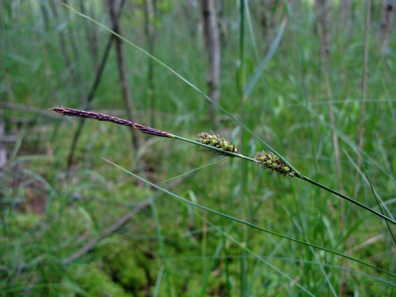 Изображение особи Carex lasiocarpa.