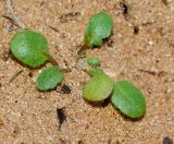 Malcolmia pulchella