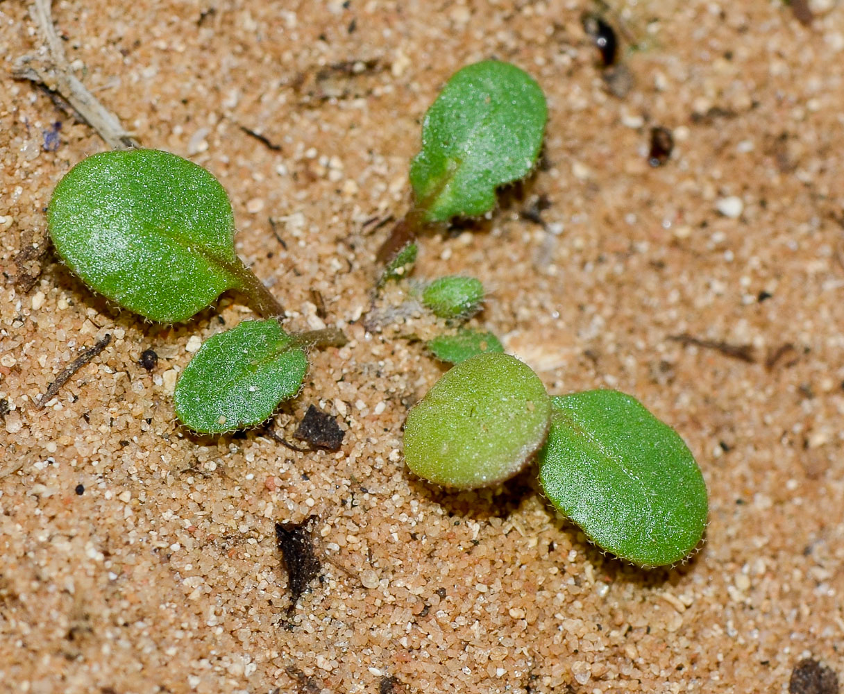 Image of Malcolmia pulchella specimen.