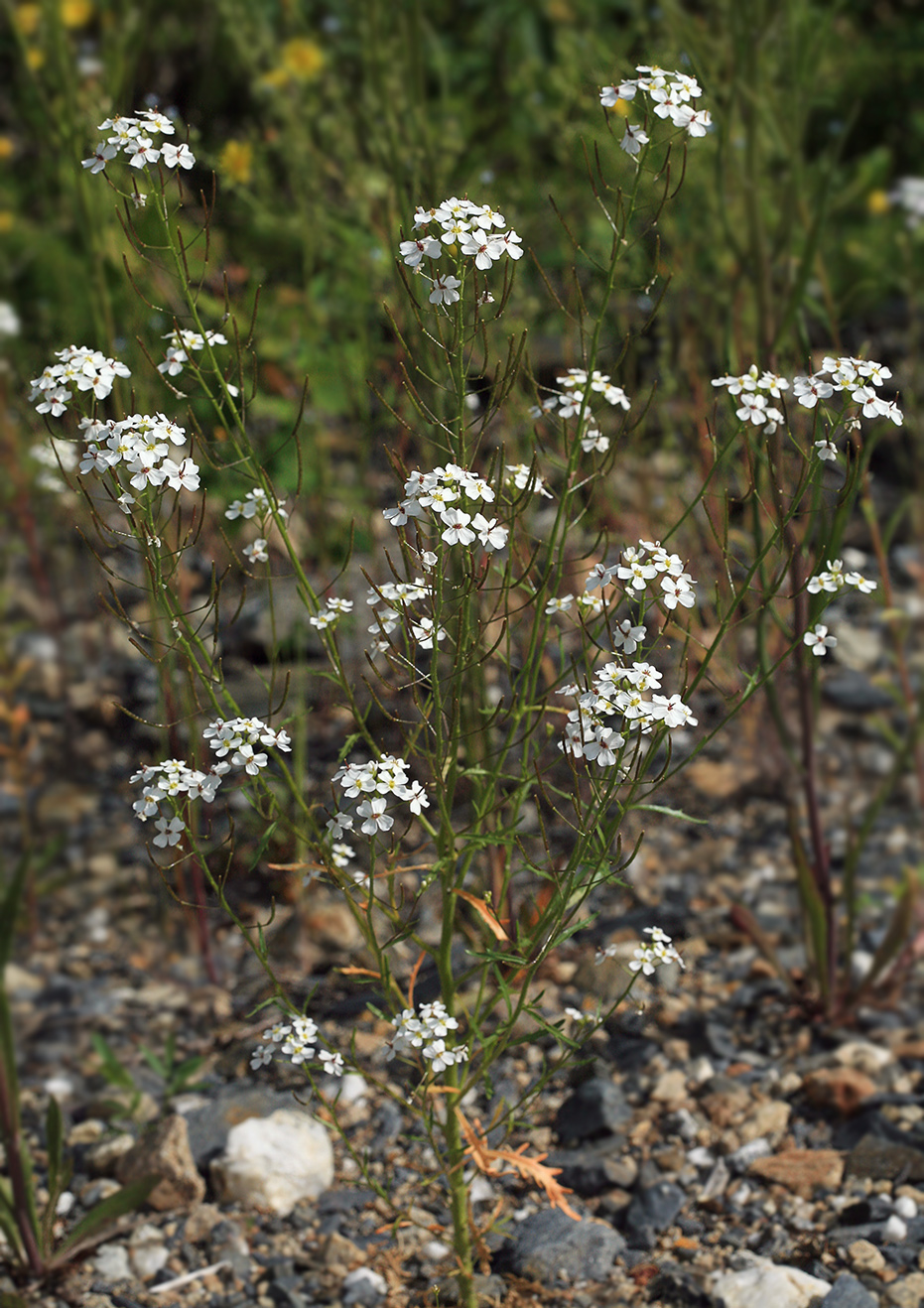 Image of Dontostemon pinnatifidus specimen.