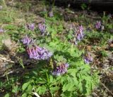 Corydalis solida. Цветущие растения. Тверская обл., Весьегонский р-н, берег р. Желемья около железной дороги, смешанный лес. 7 мая 2017 г.