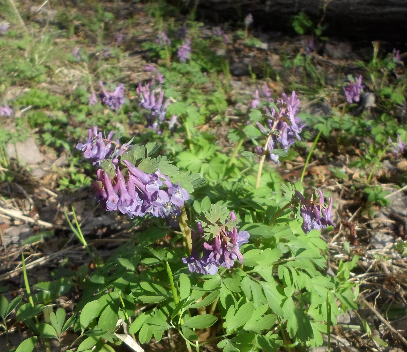 Изображение особи Corydalis solida.