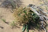 Rheum turkestanicum