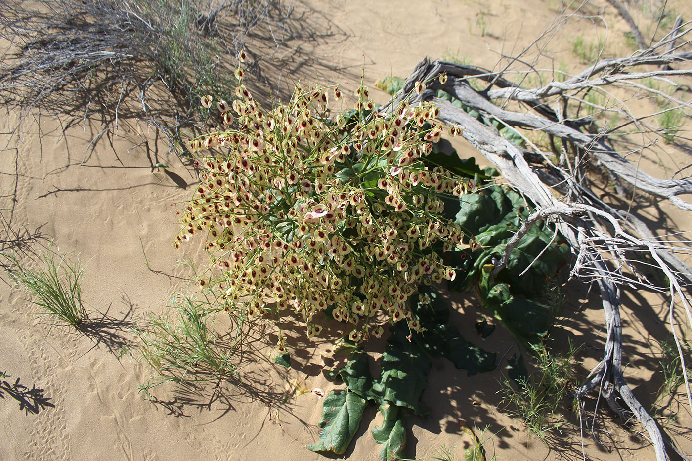 Изображение особи Rheum turkestanicum.