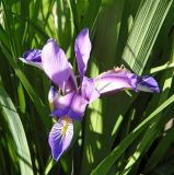 Iris graminea